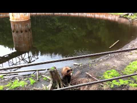 2011 07 31 Alaska 30  Bears IMG 1953