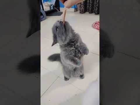 Ice cream treat for lexa & stella 💕 #kitten #kitty #cat #cute #cutebaby #cuteanimal #cutecat