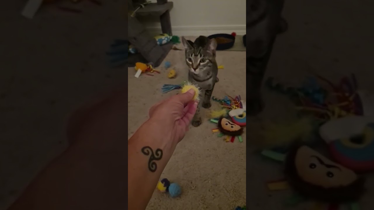 Enlarge Ricki, a Adoptable Domestic Short Hair in Pensacola, FL video 4/4