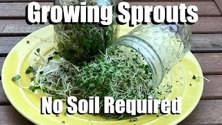 How to Easily Grow Sprouts In a Jar Indoors, No Soil Required