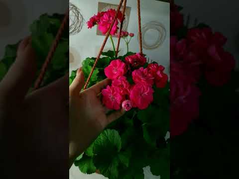 Просмотреть видео