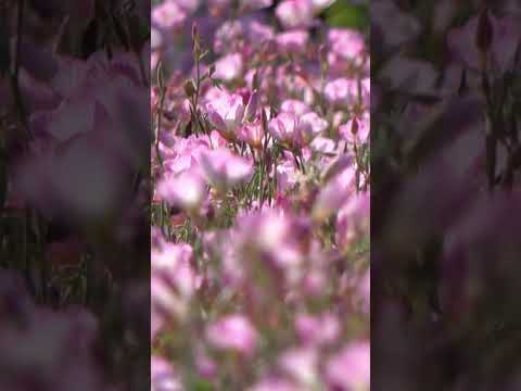 園芸 ピンクの月見草、ピンクの月見草、ピンクの月見草