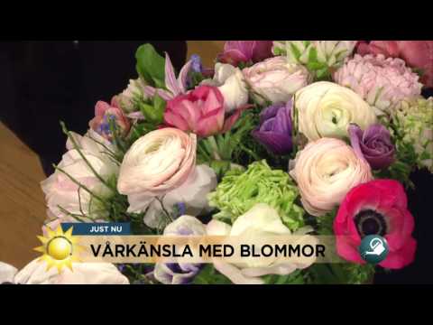 Så tar du in våren i hemmet - Nyhetsmorgon (TV4)