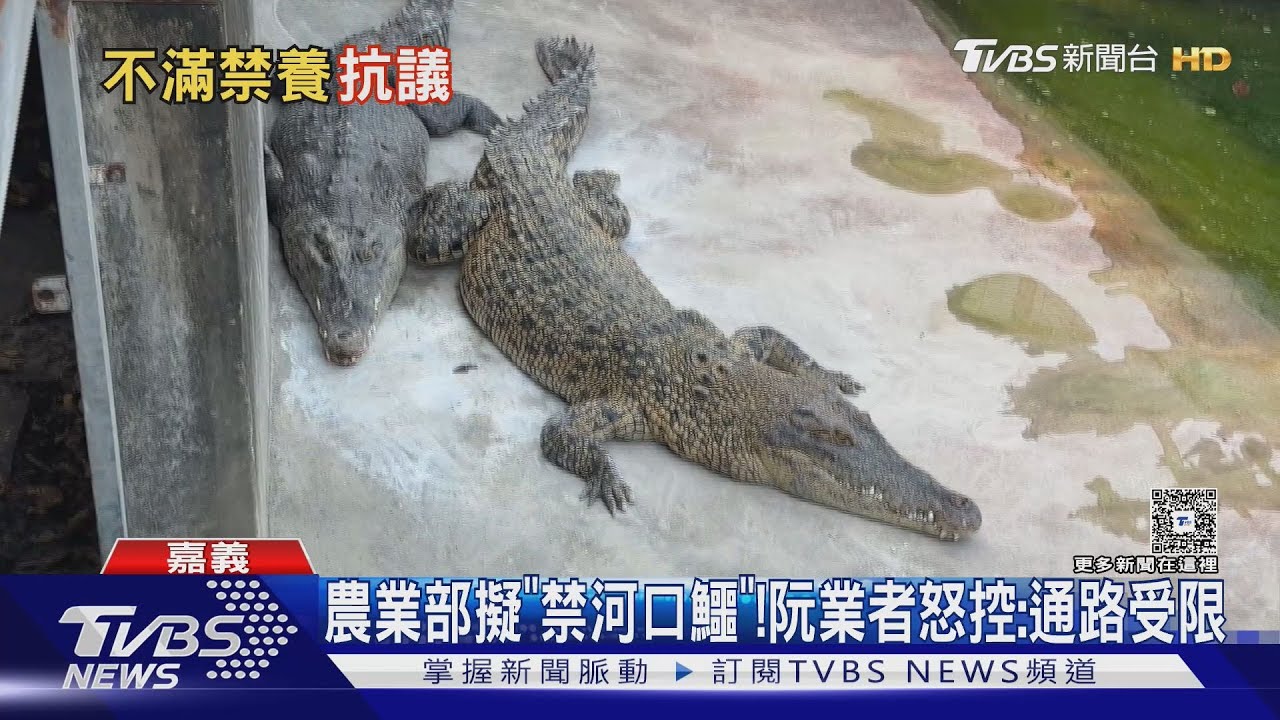 禁養「河口鱷」通路受限！　恐0收入　阮業者怒：有下波行動