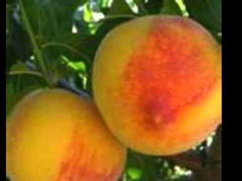 EL DURAZNERO. HORACIO GUARANY