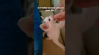 Big choice💗 #trending #funny #ytshorts #trendingshorts #fyp #memes #cute #cat #catvideos #coconico
