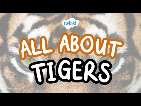 🐅 Tiger Facts for Kids | Fun Facts About Tigers | Twinkl USA