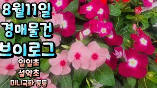양재꽃시장 식물튜브 경매물건 입고현황  일일초, 설악초, 미니국화, 뱅갈고무나무, 해피트리 등등 #양재꽃시장…