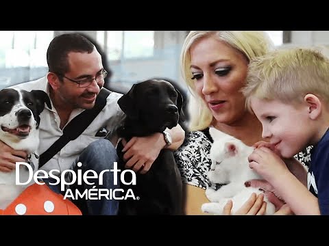 Feeling lonely during this quarantine? You can now adopt a pet temporarily.