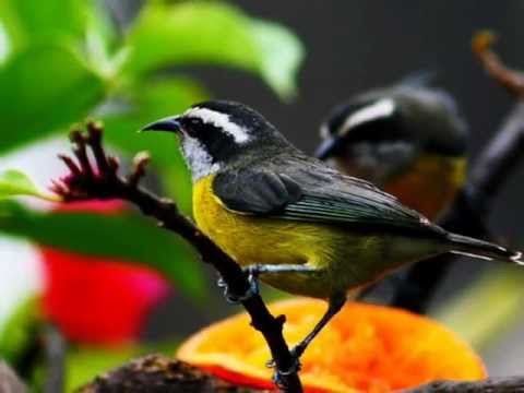 Edinha Hirle - Grandioso És Tu