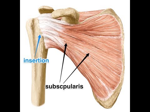 I vostri articolazioni fanno male dal lievito Esercizi per il tratto indietro nel osteocondrosi