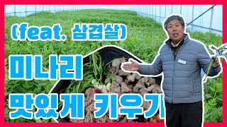 미나리 농사! 실패하지 않는 꿀팁! (미나리 삼겹살 먹방)