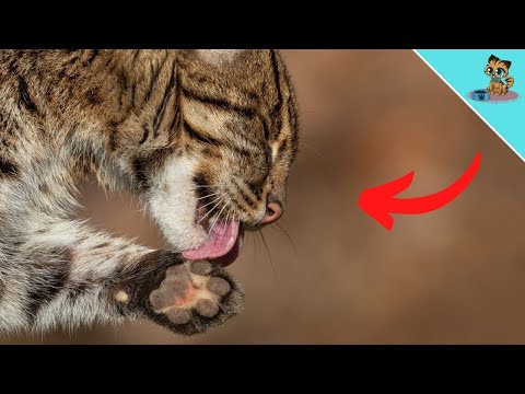 With THESE Warning Signs Your Cat Cries For HELP! (NEVER ignore)