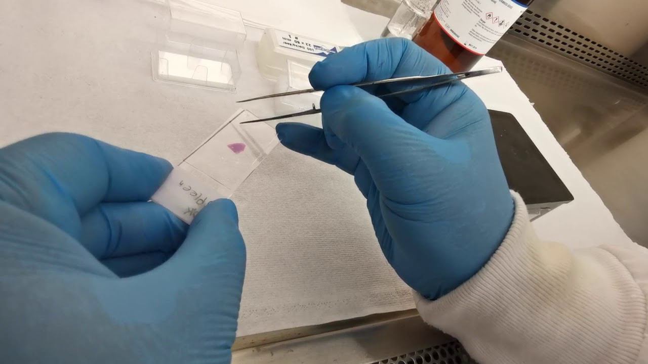 histopathological lab Mounting stained slides