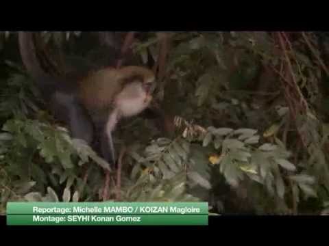 Dans l'univers des singes sacrés de Gbepleu à Man