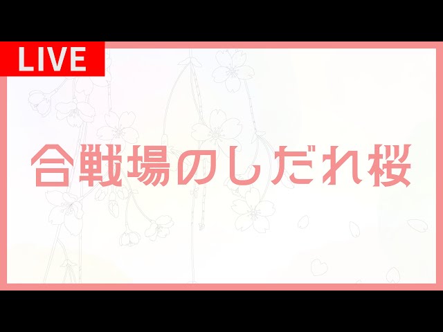 二本松市 合戦場のしだれ桜