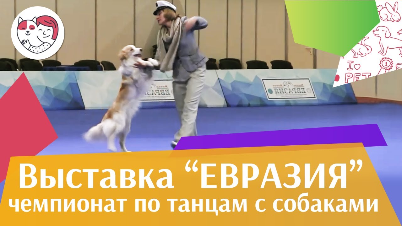Чемпионат РКФ по танцам с собаками 6 на Евразии 17 ilikepet