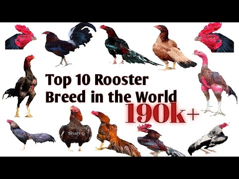 , title : 'Top 10 fighter Rooster breeds in world'