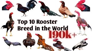 Top 10 Rooster breeds in world