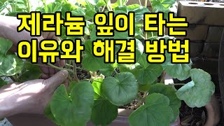 제라늄 잎이 타는 이유와 해결 방법