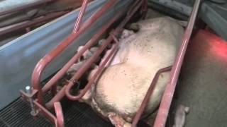 Svineproducenter langer ud efter Dyrenes Beskyttelse: Vores grise har det godt