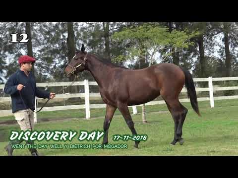 Lote DISCOVERY DAY