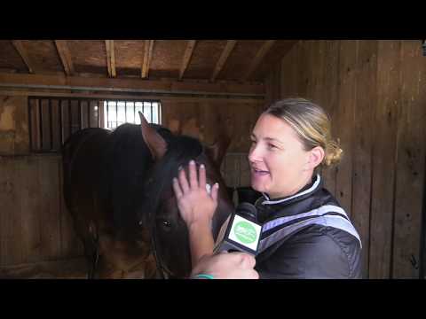 2019 Hambletonian Contenders  --   Don't Let'em