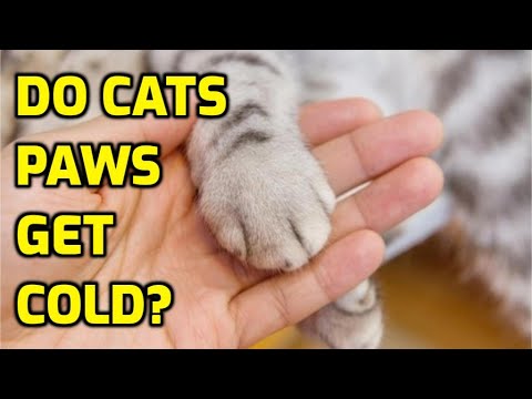 Is It Normal For Cats To Have Cold Paws?