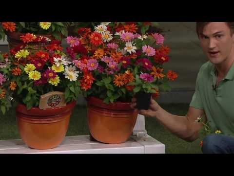 download lagu mp3 mp4 Zahara Series Zinnia, download lagu Zahara Series Zinnia gratis, unduh video klip Zahara Series Zinnia