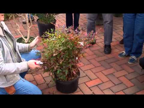 Pruning Nandina