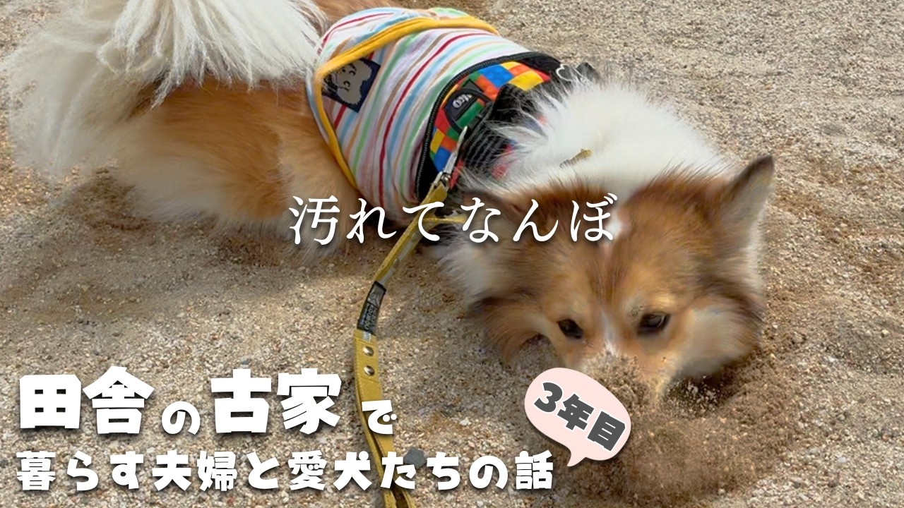 今日もお出かけ！男の子なんて砂浜で汚れてなんぼです！【#371】