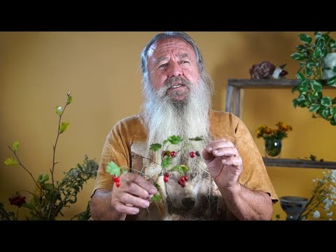 Weißdorn - Die Arzneipflanze des Jahres 2019