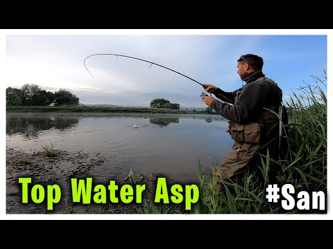 Boleń  | Top Water  Asp fishing