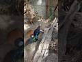 Himalayan Monal Breeding Display Dance
