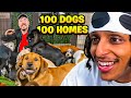Mr Beast Found 100 Dogs 100 Homes!