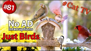 8+ Hours of Birds 🐦 TV for Cats 😻 Uninterrupted CatTV
