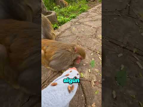 Pidió Ayuda a Unos Monos… y Uno Terminó Cediendo 😳