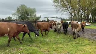 55 Novillos para Engorda de 355 kg - FEGOSA - Plaza Ganadera