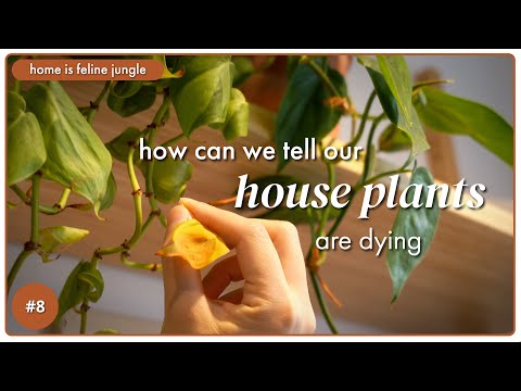 Dying houseplants?! Here are 5 warning signs you are missing & how to save them