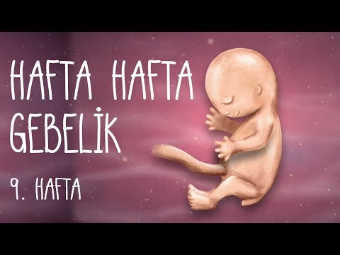 Hafta Hafta Gebelik 9. hafta