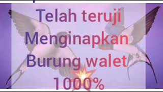 Download lagu sp raja naga putih #YouTubers mp3 Download lagu sp raja naga putih #YouTubers mp3