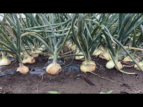 タマネギのウジ虫を取り除く方法は？ヒント、症状、治療法  庭園