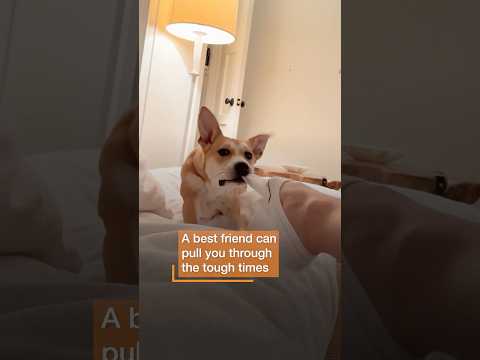 Dog tugs on a ballerina's socks —and heart!