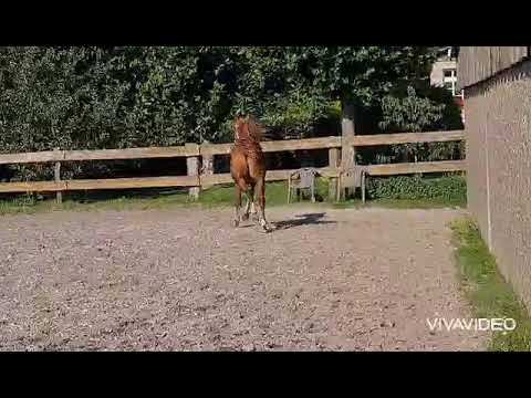 Steverheides Alors on danse von A Gorgeous, 1 Jahr