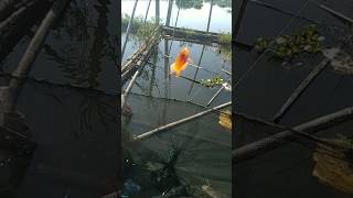 Download lagu mancing reddevil #fishing #bolang#petualangan mp3 Download lagu mancing reddevil #fishing #bolang#petualangan mp3