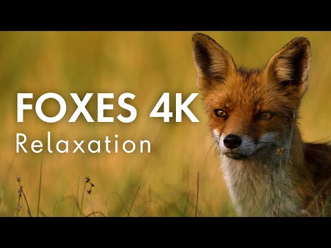 Unwind with Foxes & Relaxing Music