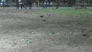 Rats of Tompkins Square Park