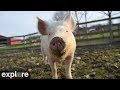 Charlotte S Pasture At Farm Sanctuary Powered By EXPLORE Org