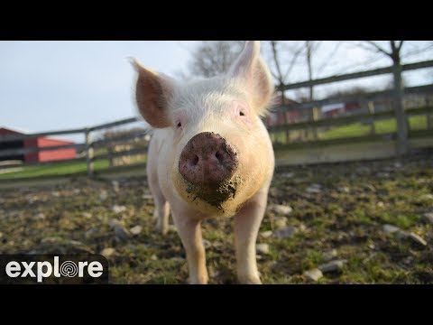 Live webcam view of Rescued Pigs at Charlotte's Pasture