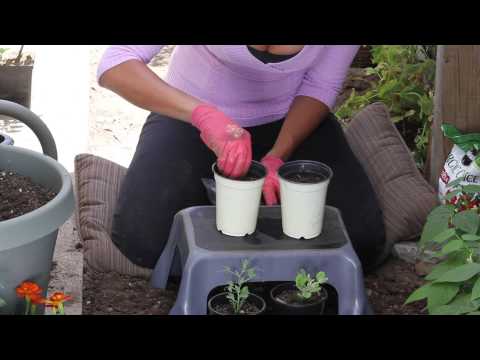 How to Plant Peas in Containers : The Chef's Garden